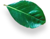 Лист растения